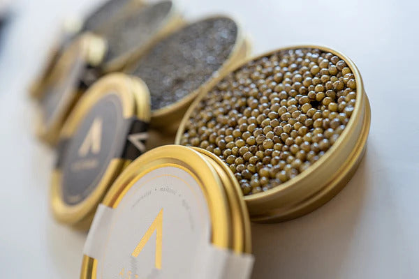  astrea-caviar 